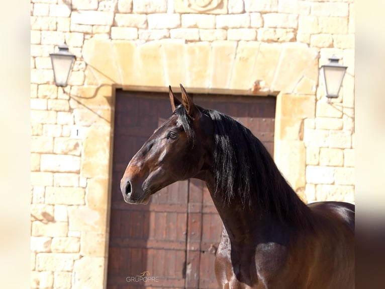 PRE Hingst Mörkbrun in Girona