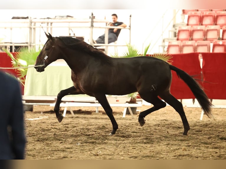 PRE Hingst Mörkbrun in Girona