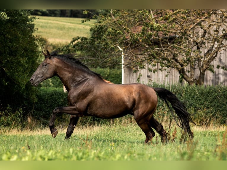 PRE Hingst Pärla in Feuchtwangen