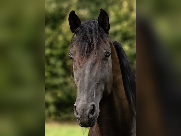 PRE Hingst Pärla in Feuchtwangen