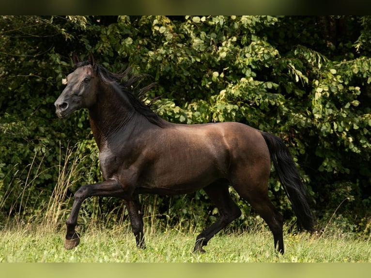 PRE Hingst Pärla in Feuchtwangen