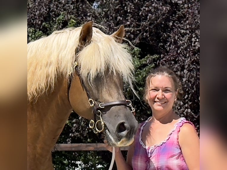 PRE Hingst Palomino in Stahnsdorf