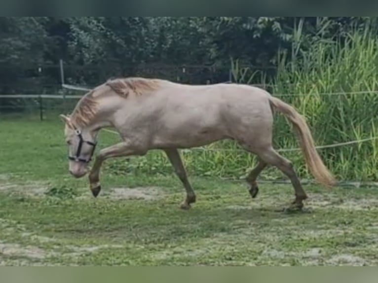 PRE Hingst Perlino in Celle