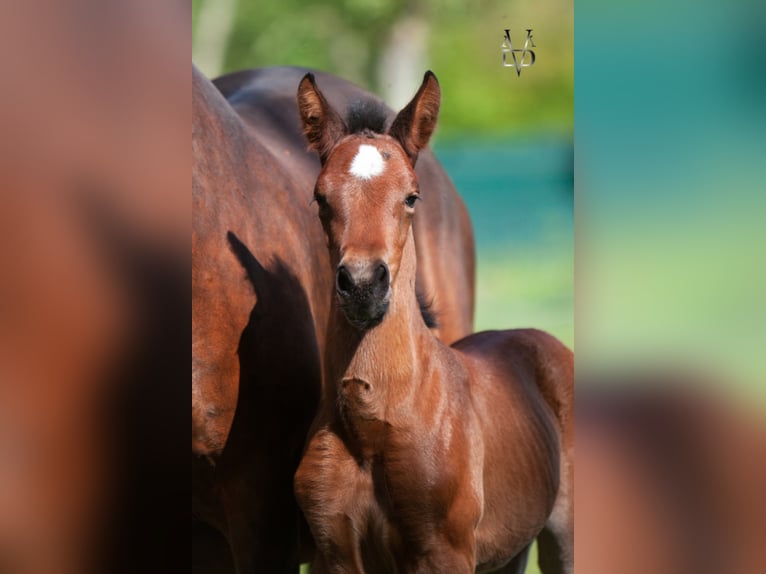 PRE Hingst Svart in ORBEC