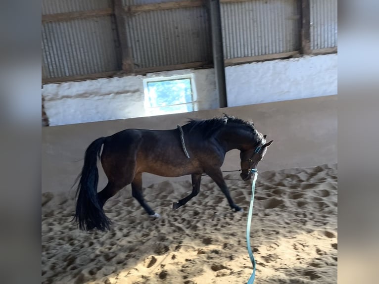 PRE Croisé Hongre 10 Ans 151 cm Bai brun foncé in Nordholz