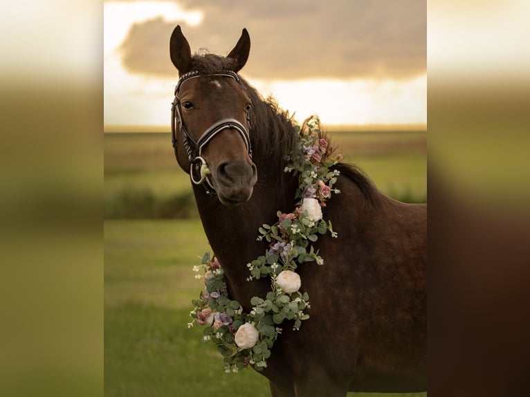 PRE Croisé Hongre 10 Ans 151 cm Bai brun foncé in Nordholz