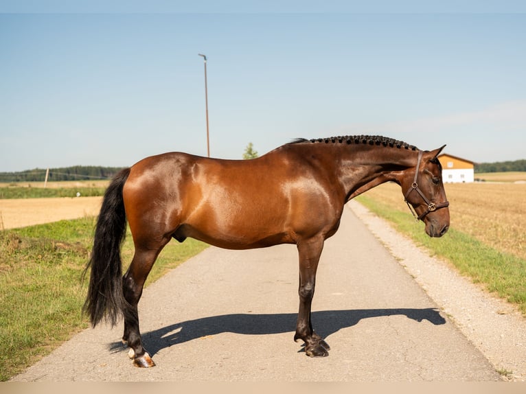 PRE Hongre 10 Ans 155 cm Bai brun in Kaufering