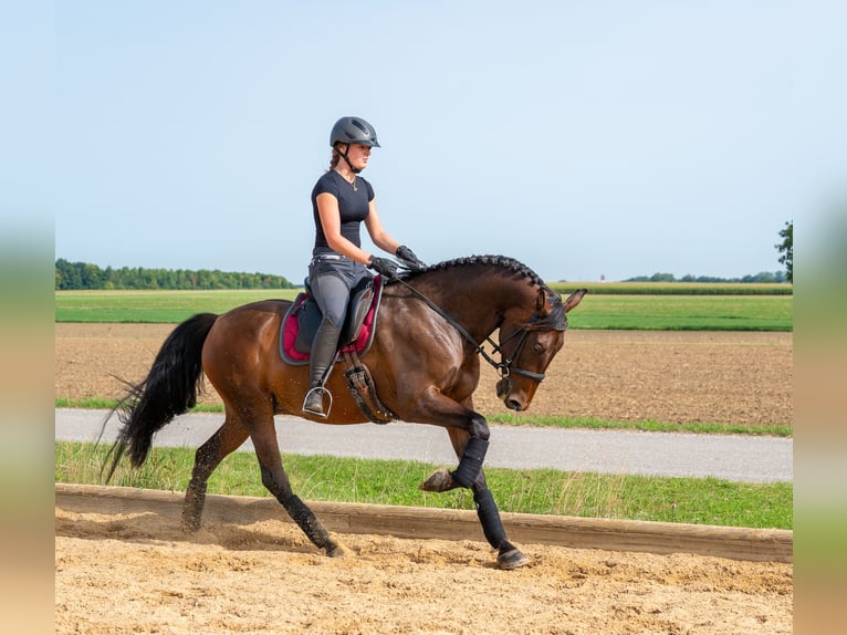 PRE Hongre 10 Ans 155 cm Bai brun in Kaufering