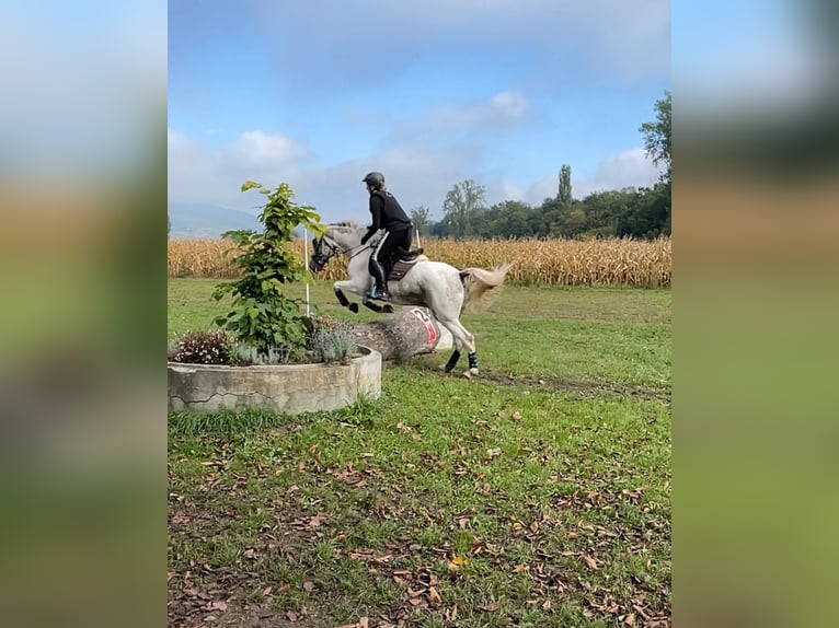 PRE Croisé Hongre 10 Ans 155 cm Pinto in Gutach (Schwarzwaldbahn)