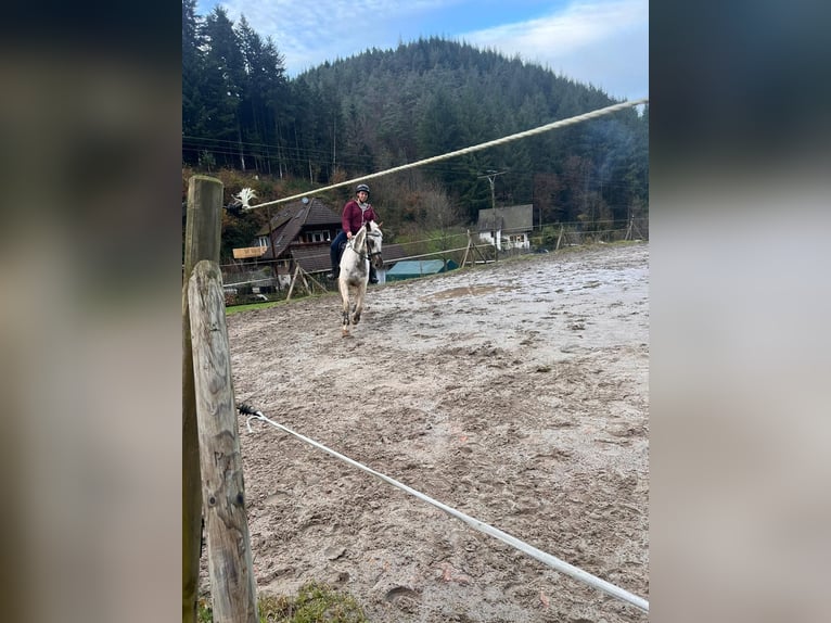 PRE Croisé Hongre 10 Ans 155 cm Pinto in Gutach (Schwarzwaldbahn)