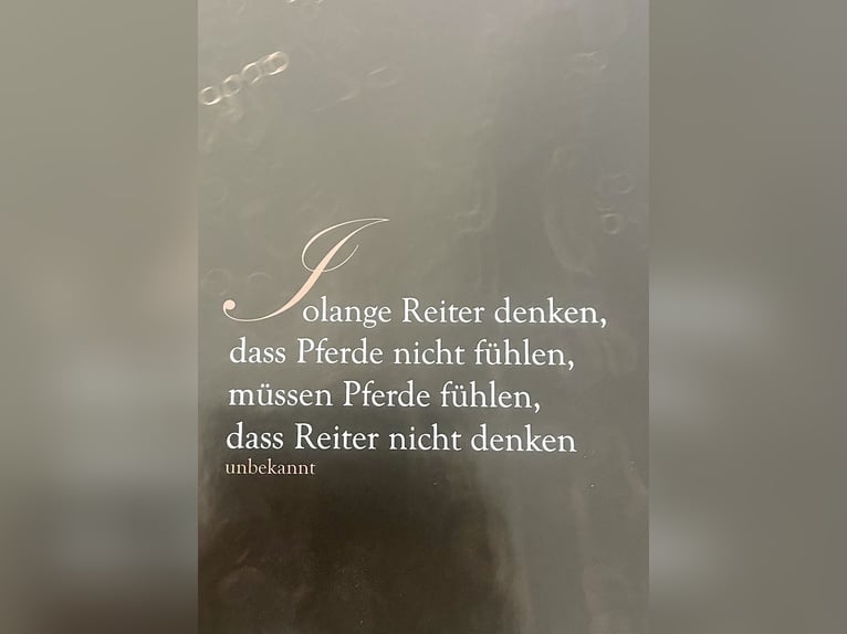 PRE Croisé Hongre 10 Ans 158 cm Bai in Bad Segeberg