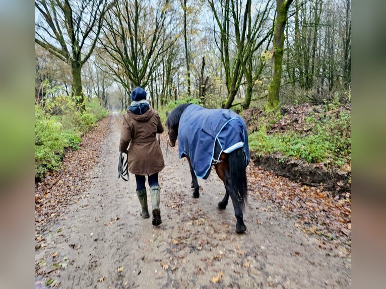 PRE Croisé Hongre 10 Ans 158 cm Bai in Bad Segeberg
