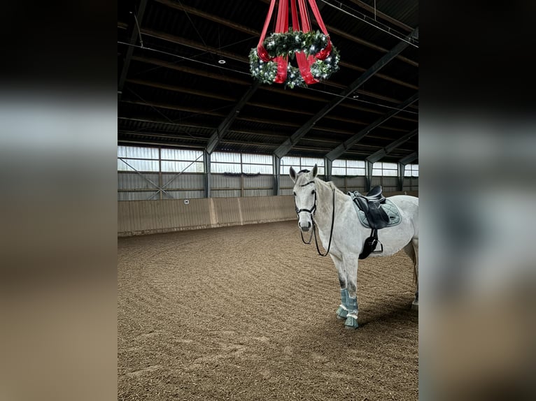 PRE Hongre 10 Ans 158 cm Gris in Barsbüttel