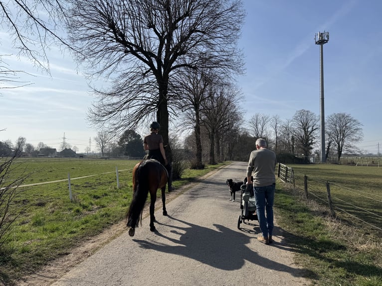 PRE Croisé Hongre 10 Ans 160 cm Bai brun in Elsdorf