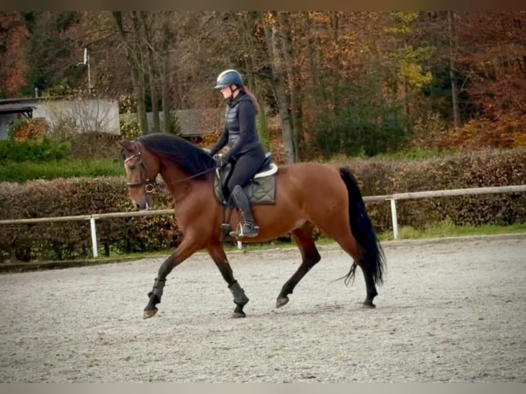 PRE Hongre 10 Ans 160 cm Bai in Neustadt (Wied)