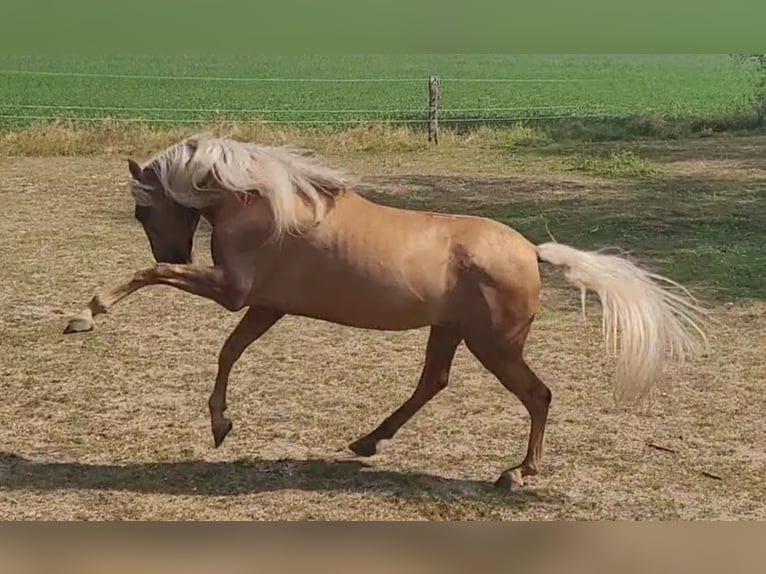 PRE Hongre 10 Ans 160 cm Palomino in Plauen