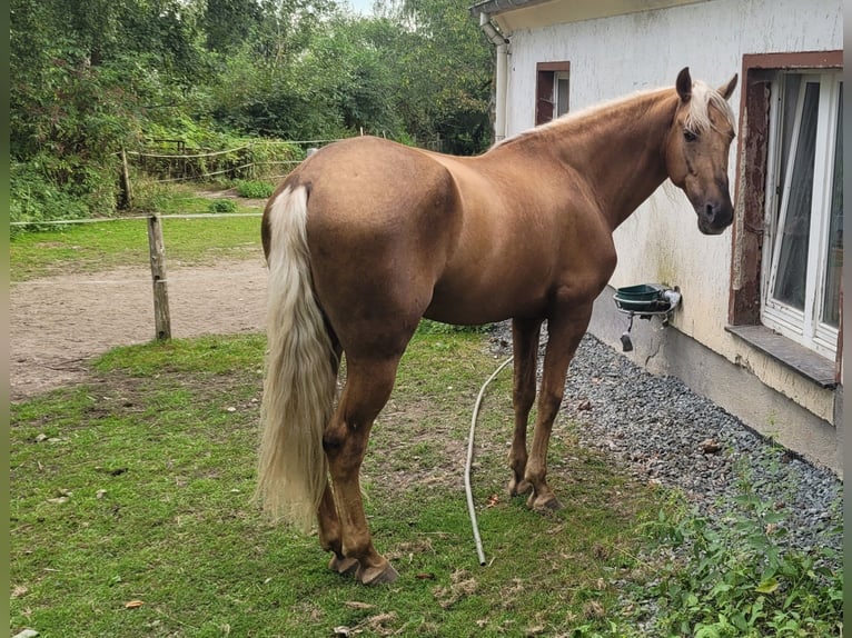 PRE Hongre 10 Ans 160 cm Palomino in Plauen