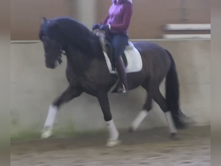 PRE Croisé Hongre 10 Ans 162 cm Bai brun foncé in Beckum