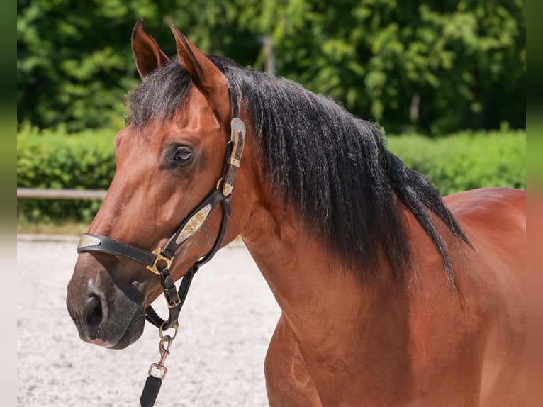 PRE Croisé Hongre 10 Ans 162 cm Bai in Neustadt (Wied)