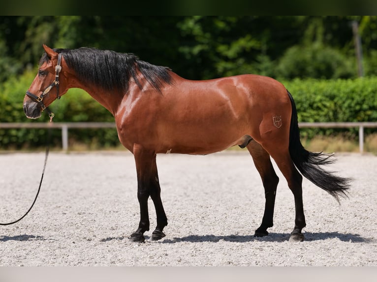 PRE Croisé Hongre 10 Ans 162 cm Bai in Neustadt (Wied)