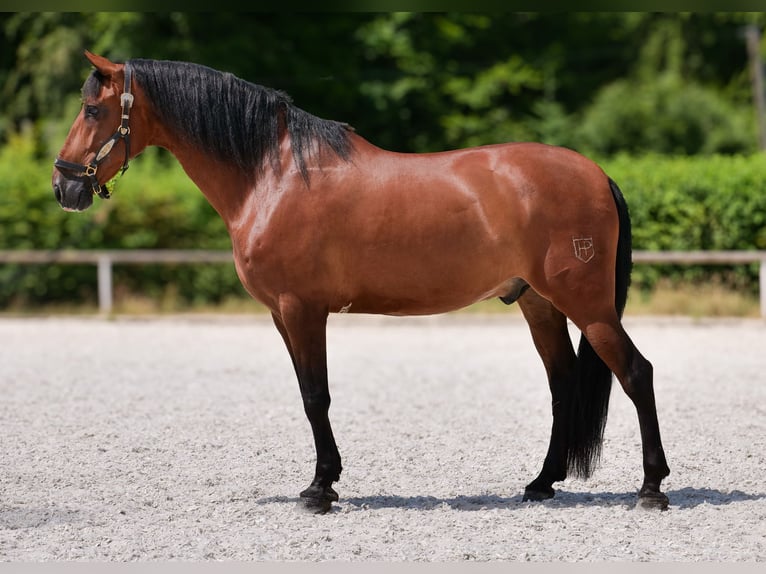 PRE Croisé Hongre 10 Ans 162 cm Bai in Neustadt (Wied)