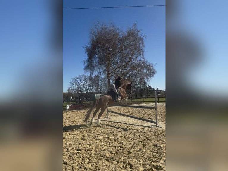 PRE Hongre 10 Ans 163 cm Alezan brûlé in Mülheim an der Ruhr