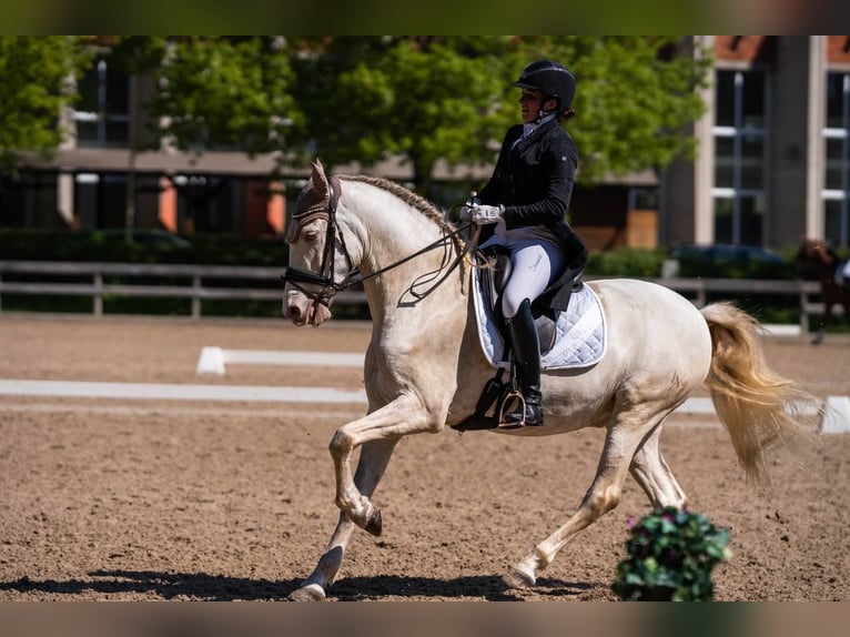 PRE Croisé Hongre 10 Ans 165 cm Cremello in Riga
