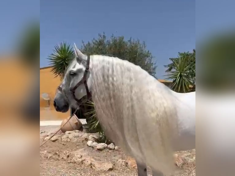 PRE Croisé Hongre 10 Ans 165 cm Gris pommelé in Valencia
