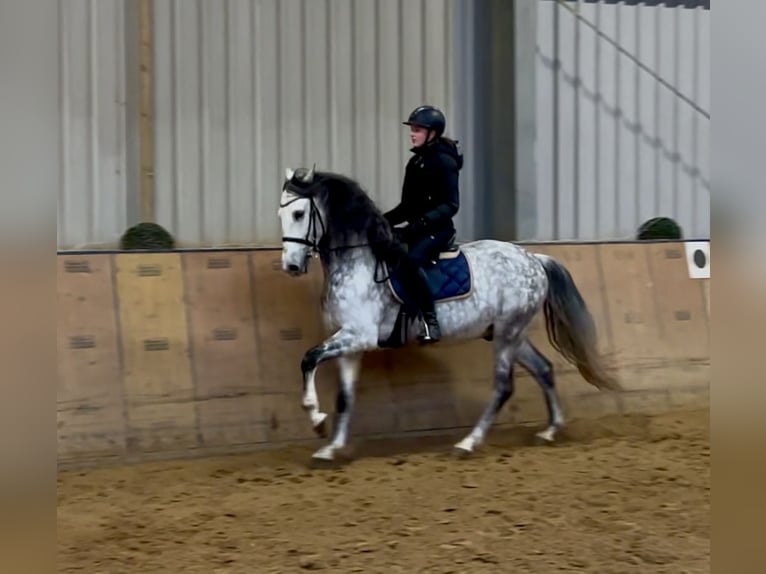 PRE Hongre 10 Ans 165 cm Gris pommelé in Neustadt (Wied)