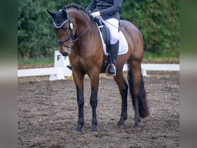 PRE Croisé Hongre 10 Ans 166 cm in Wismar