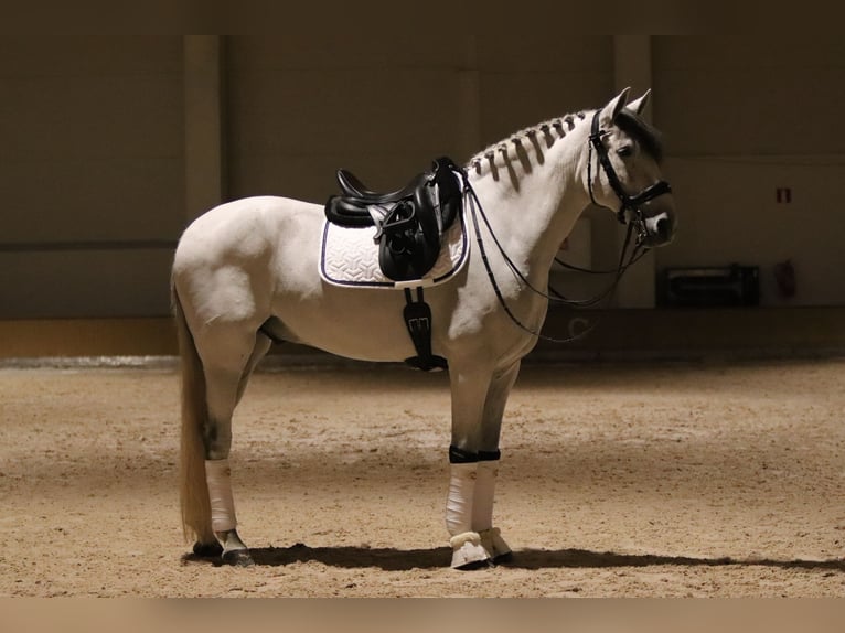 PRE Croisé Hongre 10 Ans 166 cm Gris in Helsinki