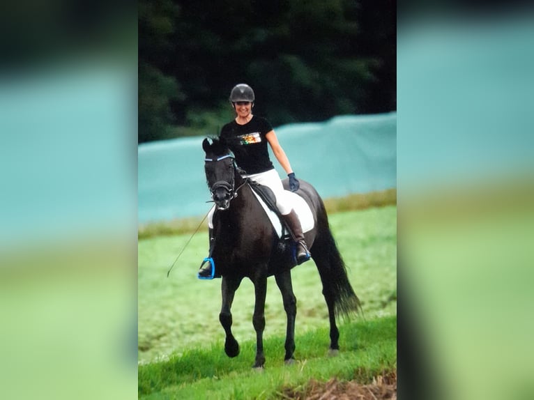 PRE Hongre 10 Ans 166 cm Noir in Mörlenbach