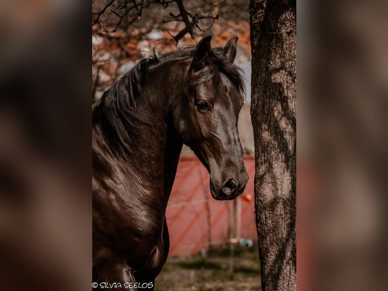 PRE Hongre 10 Ans 170 cm Noir in Krumbach