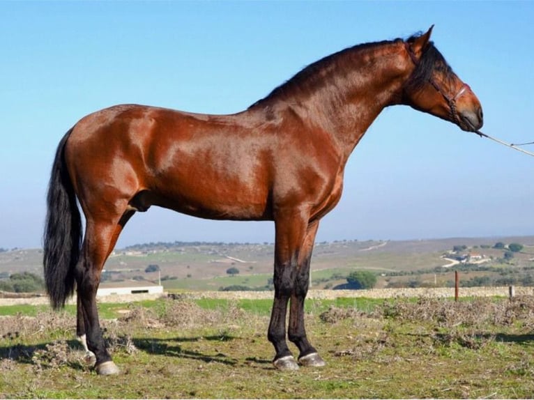 PRE Croisé Hongre 10 Ans 171 cm Bai cerise in NAVAS DEL MADRONO