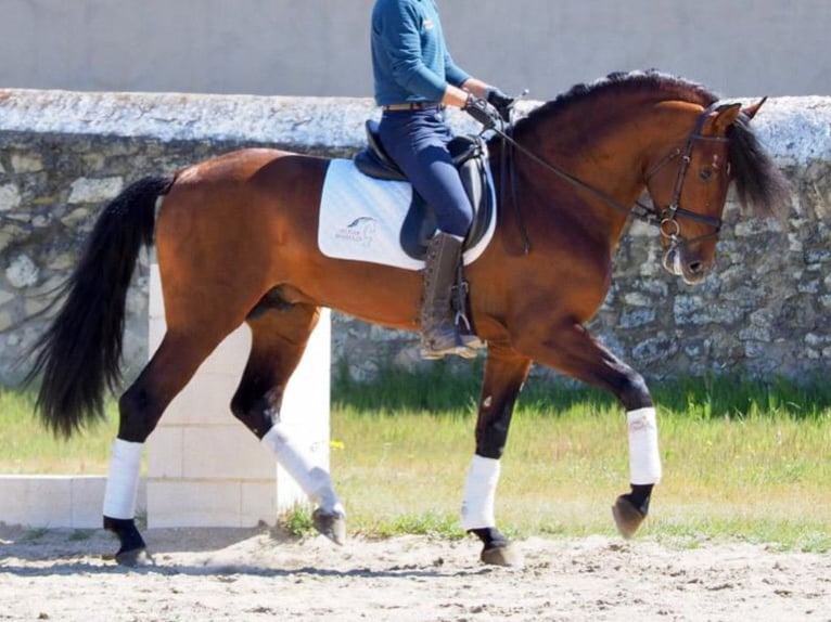 PRE Croisé Hongre 10 Ans 171 cm Bai cerise in NAVAS DEL MADRONO