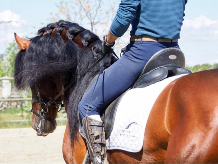 PRE Croisé Hongre 10 Ans 171 cm Bai cerise in NAVAS DEL MADRONO