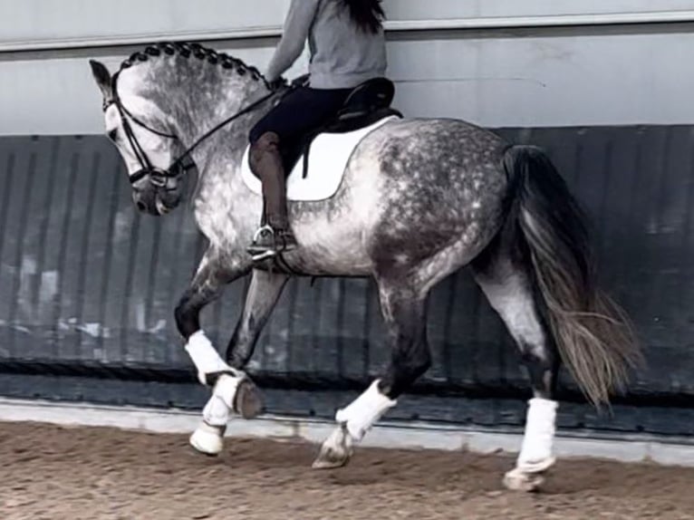 PRE Croisé Hongre 10 Ans 172 cm Gris in Navas Del Madroño