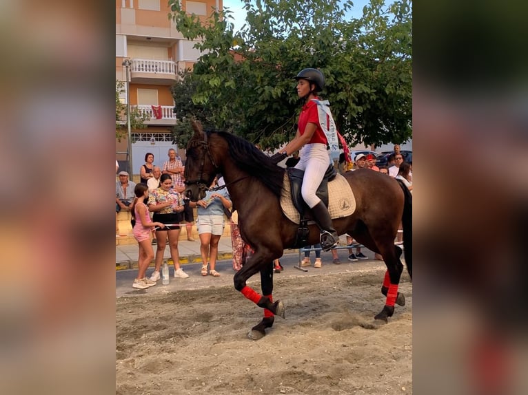 PRE Croisé Hongre 10 Ans Bai brun in Segorbe