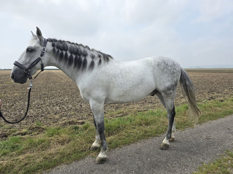 PRE Croisé Hongre 10 Ans Gris pommelé in Rommerskirchen