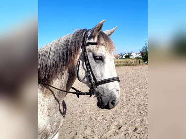 PRE Croisé Hongre 11 Ans 154 cm Gris pommelé in Karlshuld