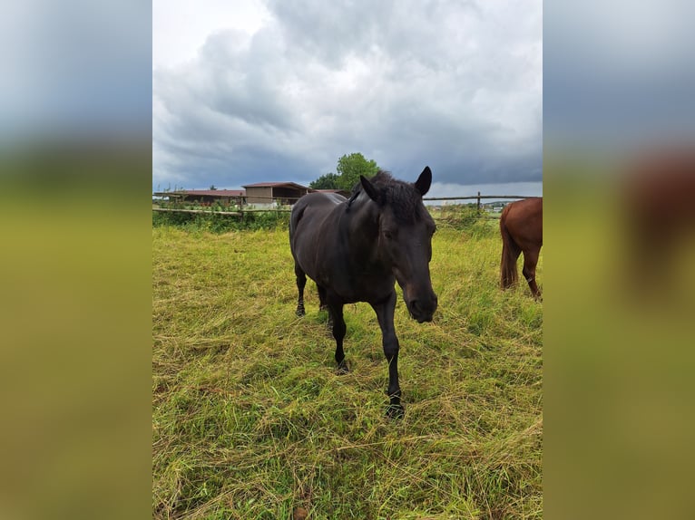 PRE Croisé Hongre 11 Ans 155 cm Bai brun in Wiesloch