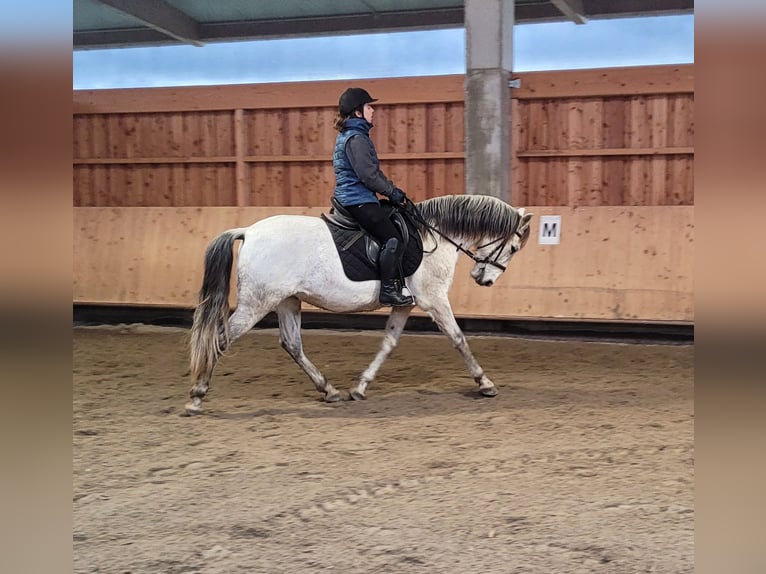 PRE Croisé Hongre 11 Ans 155 cm Gris pommelé in Karlshuld