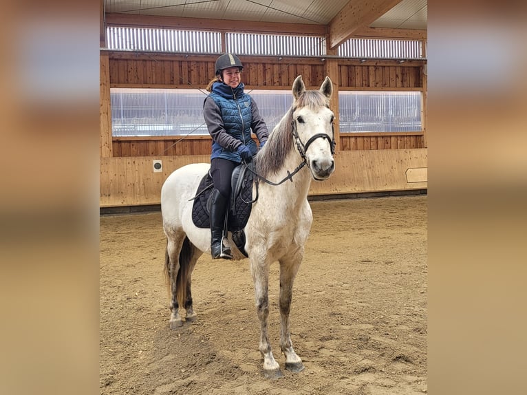 PRE Croisé Hongre 11 Ans 155 cm Gris pommelé in Karlshuld