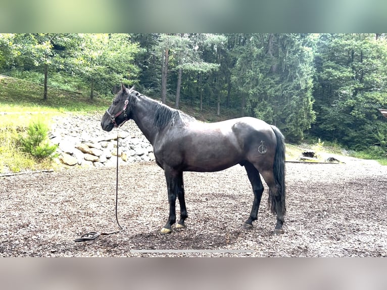 PRE Croisé Hongre 11 Ans 157 cm Noir in Hart bei Graz