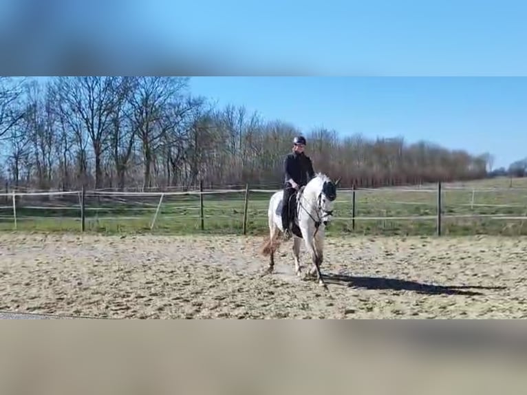 PRE Croisé Hongre 11 Ans 158 cm Gris pommelé in Geseke