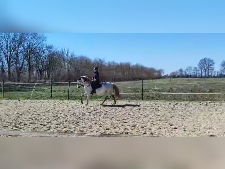 PRE Croisé Hongre 11 Ans 158 cm Gris pommelé in Geseke