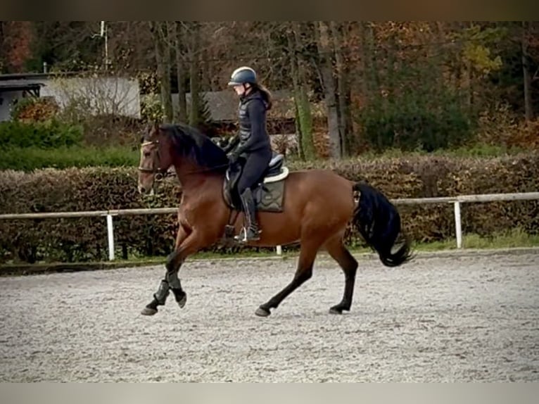 PRE Croisé Hongre 11 Ans 160 cm Bai in Neustadt (Wied)