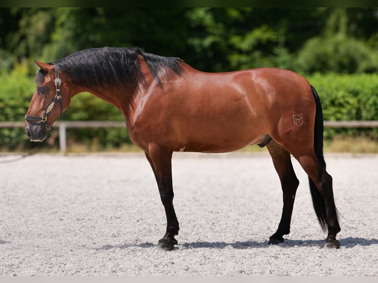 PRE Croisé Hongre 11 Ans 160 cm Bai in Neustadt (Wied)