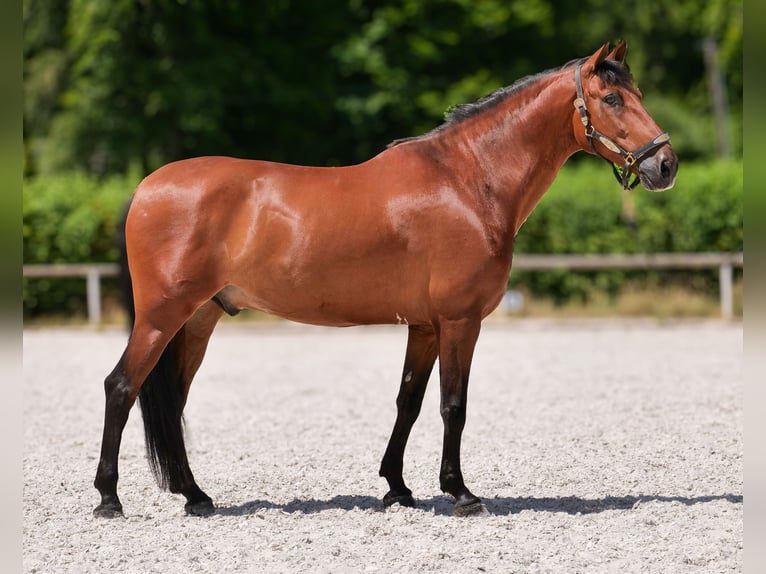 PRE Croisé Hongre 11 Ans 160 cm Bai in Neustadt (Wied)