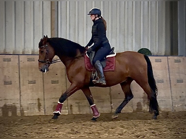 PRE Croisé Hongre 11 Ans 160 cm Bai in Neustadt (Wied)